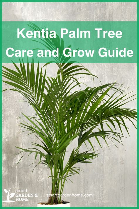 Transform your space into a tropical paradise with the Kentia Palm! Easy to care for and perfect for any room, it adds a touch of summer all year round. Learn more about growing and caring for these lush palms here! Kentia Palm Indoors, Diner Room, Palm Tree Care, Lounge Diner, Indoor Palm Trees, Kentia Palm, Houseplant Care, Smart Garden, Palm Plant