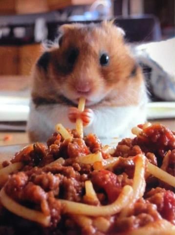 Hamster eating spaghetti ^-^ Cutest Picture Ever, Eating Spaghetti, Hamster Eating, A Hamster, Cute Hamsters, All Things Cute, Hamsters, Cute Creatures, Animals Friends