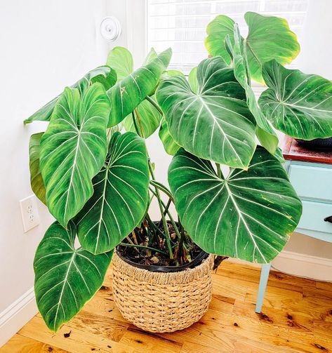 Philodendron Gloriosum, Philodendron Gloriosum Care, Philodendron Polypodioides, Philodendron Gloriosum Dark Form, Philodendron Luxurians, Philodendron Billietiae Variegated, Forest Habitat, Plant Goals, Free Tips