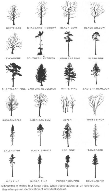 Hemlock Tattoo Trees, Aspen Tree Silhouette, How To Draw Aspen Trees, Oak Tree Tattoo Small Simple, Simple Tree Tattoo Men, Simplistic Tree Tattoo, Norway Pine Tattoo, Red Pine Tattoo, Tamarack Tree Tattoo