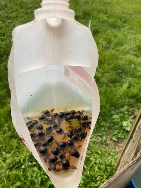 Wood Bee Trap, Bee Killer, Bee Spray, Bee Repellent, Homemade Bug Repellent, Bee Trap, Carpenter Bee Trap, Old Milk Jugs, Diy Bee