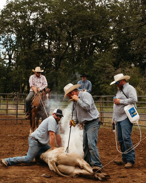 When @loeco.cattle reached out to me to capture their branding, I couldn’t have been more excited to say YES! As a photographer with a passion for the western lifestyle, the chance to document a cattle branding was a dream come true. Today was nothing short of amazing. The morning was filled with the sounds of cattle and the energy of the ranching community as they worked together in perfect harmony. Every moment was a testament to the hard work and tradition that goes into ranch life. This... Ranching Photography, Cattle Branding, Promise Land, Cattle Brands, Cattle Ranch, Future Farms, Western Lifestyle, Cattle Ranching, Promised Land