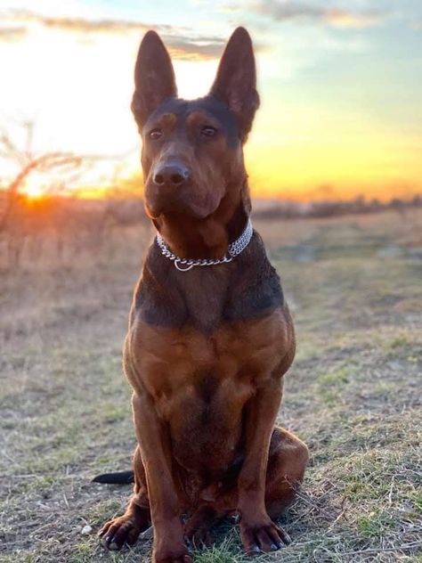 ♥️Ara♥️  The First *Chinese Laizhou Hong Red Dog* in Germany.   From Laizhou Hong DOG Kennel Germany Laizhou Hong, Smart Dogs, Chinese Dog, Rare Dogs, Every Dog Breed, Big Dog Breeds, Scary Dogs, Dog Business, Working Dog