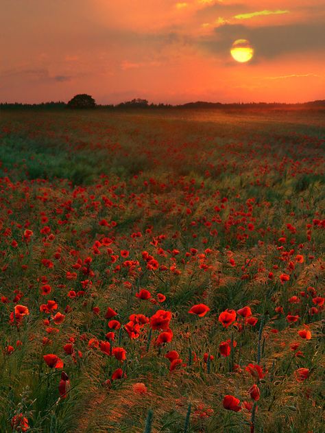 Poppy Land Sense Of Sight, Nature Tour, Scenic Photos, Field Of Dreams, Poppy Field, Outdoor Photos, Rural Landscape, Beautiful Places In The World, Flower Field