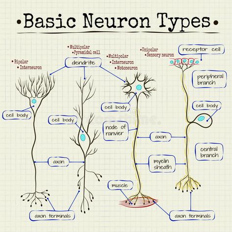 Basic types of neurons royalty free illustration Types Of Neurons Notes, Behavioral Neuroscience Notes, Neurophysiology Notes, Neuroanatomy Notes, Medschool Notes, Neuro Tattoo, Learning Biology, Types Of Neurons, Gcse Biology