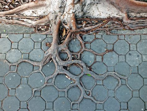 Man Vs Nature, City Tree, Tree Root, Medicine Woman, Urban Nature, Tree Roots, City Street, Concrete Jungle, Patterns In Nature