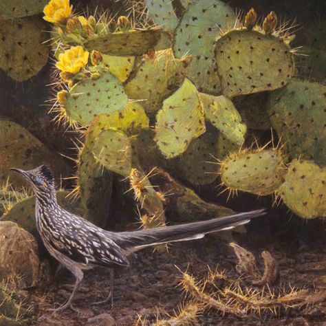 Robert-Bateman-Roadrunner-Cactus | Southwest Art Magazine Roadrunner Art, Robert Bateman, Sandhill Cranes, Hyper Realistic Paintings, Bird Paintings, Wildlife Artwork, Pear Cactus, Prickly Pear Cactus, Desert Art