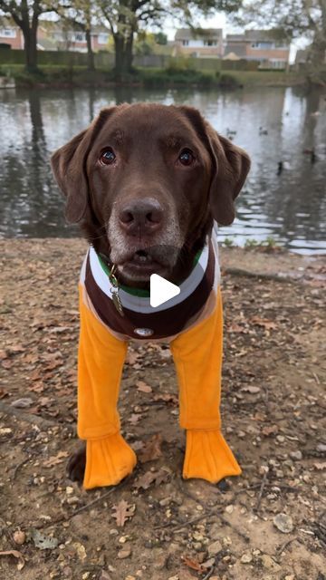 Good Boy Ollie 🐶 on Instagram: "Oh Tato! 🤦🏼‍♀️🦆  Well, he had to make a scene for the last activity Sunday of the year! 🦆" Ollie And Tato Videos, Good Boy Ollie, Sweet Videos, Precious Animals, Yellow Lab, Funny Random, Good Boy, Animal Videos, Animal Gifs