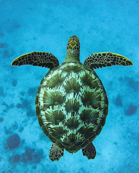 Sea Turtle Animal Kingdom, Sea Turtle Artwork, Amazing Animal Pictures, Animals Photography, Green Sea Turtle, Turtle Love, Green Sea, In The Ocean, Sea Turtle