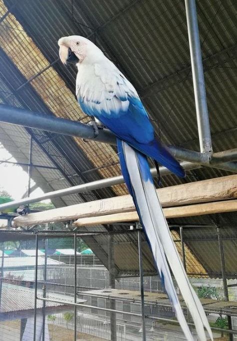 Parrot Pet, Parrots Art, Bird Aviary, Macaw Parrot, Tokio Revengers, Exotic Animals, Rare Animals, Parrot Bird, Pretty Animals