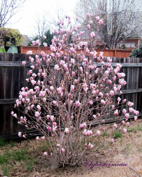 Jane Magnolia Tree Jane Magnolia Tree Landscaping, Ann Magnolia Tree, Magnolia Tree Landscaping, Japanese Magnolia Tree, Jane Magnolia Tree, Magnolia Shrub, Saucer Magnolia Tree, Magnolia Bush, Small Backyard Landscape