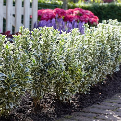 Euonymus Japonicus, Perennial Bulbs, Daffodil Bulbs, Patio Planters, Garden Parasols, Perennial Shrubs, Indoor Plant Care, Evergreen Plants, Ornamental Trees