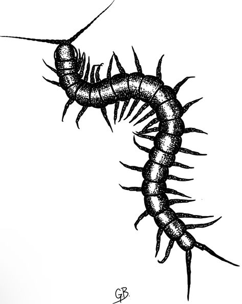 Taranchula Tattoo, Centipede Illustration Vintage, Skusta Clee Tattoo, Blackwork Centipede Tattoo, Centipede Drawing Reference, Tattoo Ideas Centipede, Giant Centipede Tattoo, Cenapead Tattoo, Centipede Hand Tattoo