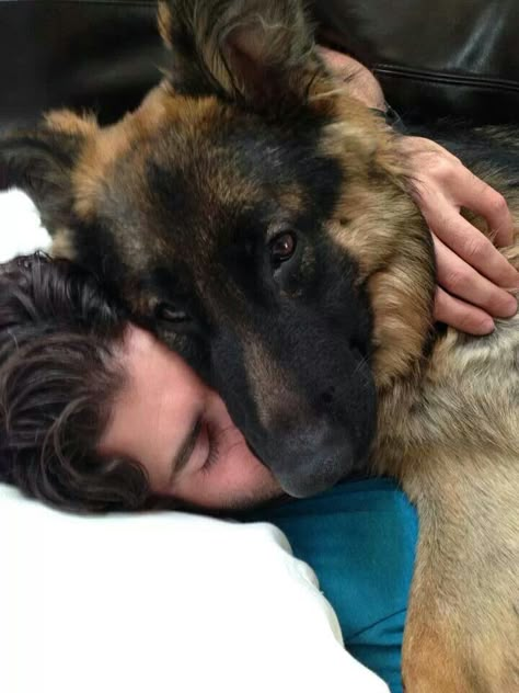 Dog Hero, Man And Dog, Service Dogs, Shepherd Dog, German Shepherd Dogs, German Shepherd, Dog Love, Cute Puppies, Pet Dogs