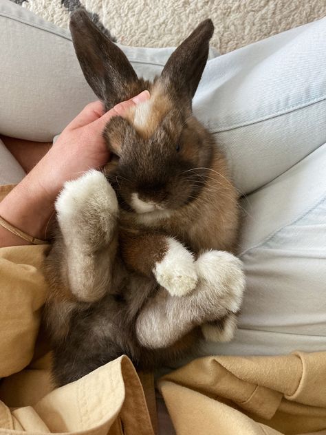 Sleeping Holland Lop Bunny Pet Rabbit Aesthetic, Grey Fall Aesthetic, Bunnies Aesthetic, Holland Lop Bunny, Aesthetic Bunny, Pets Aesthetic, Holland Lop Bunnies, Lop Bunny, Bunny Aesthetic