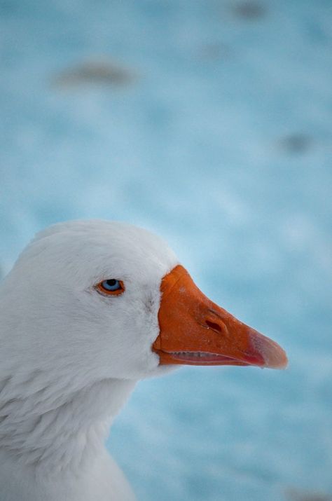 A snow goose (Anser caerulescens) stands in front of the cold blue background of winter snow. Photo by Daniel G. Snow Goose, Temporarily Closed, The Fish, Winter Snow, Blue Background, Blue Backgrounds, I Try, The Earth, It Takes