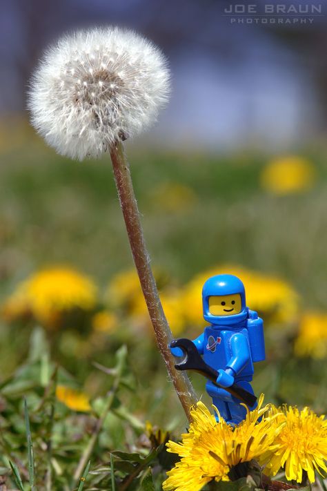 Lego Spaceman, Lego Astronaut, Foto Macro, Lego Wallpaper, Lego Head, Lego Disney Princess, Photography Essentials, Miniature Photography, A Dandelion