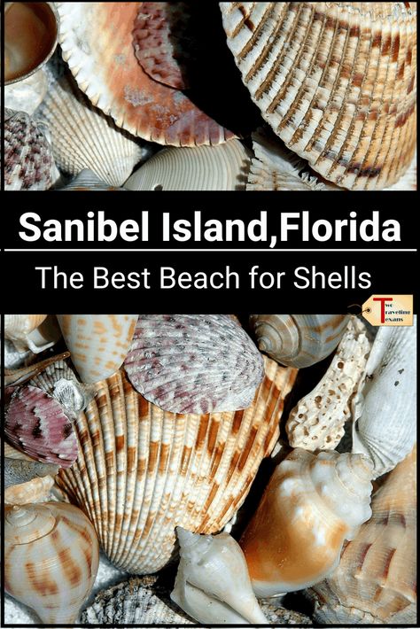 Best Shelling Beaches, Sanibel Island Shells, Sanibel Island Beaches, Captiva Island Florida, Sanibel Shells, London Travel Guide, Sanibel Island Florida, Florida Food, Usa Beaches