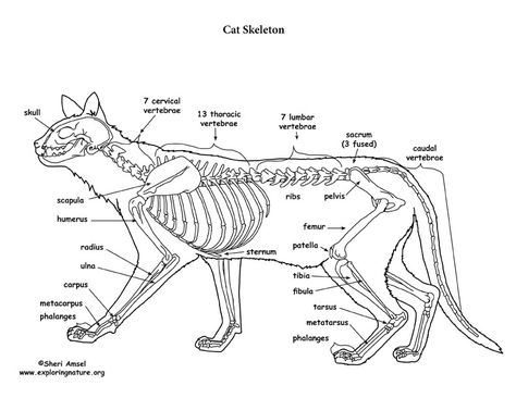 Cat Diagram, Skeleton Diagram, Animal Biology, Skeletal Anatomy, Sketch Anatomy, Skeleton Sketch, Feline Anatomy, Anatomy Images, Felting Inspiration