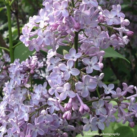 silvana_photography on Instagram: “💜Syringa lilac.💜 • • • • #silvana_photography #flowersmagic #flowerlove #fever_flowers #my_daily_flower #ok_myflowers #lilacflowers…” Harry Potter, Plants, Water, Photography, Flowers, Lilacs Flowers Aesthetic, Lilac Photography, Ethereal Core, Lilac