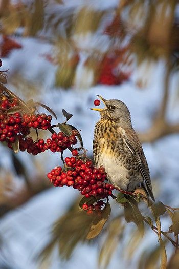 <3 Despite waiting for a shot like this, you have to know the photographer's heart nearly skipped a beat when he actually got this. Wow! Colourful Birds, Bird Sitting, Winter Beauty, Pretty Birds, Colorful Birds, Alam Yang Indah, Birds Of Paradise, Winter Scenes, Birdhouse