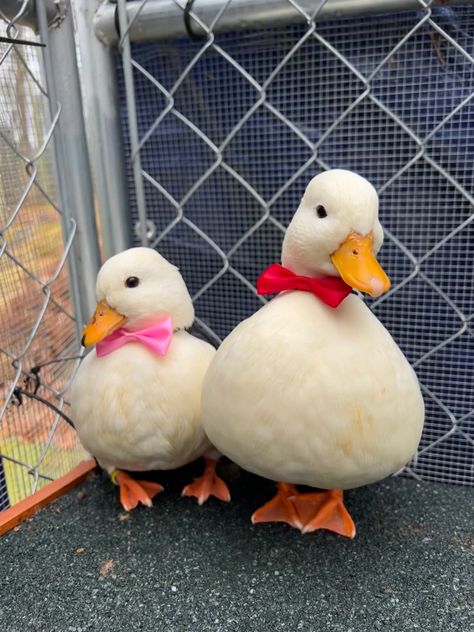 Two small white ducks standing next to each other. One duck has a red bow tie and the other has a pink bow tie Call Ducks, Duck Breeds, Duck Coop, Duck Farming, Duck Pictures, Duck Wallpaper, Duck Photo, Pet Ducks, Cute Ducklings