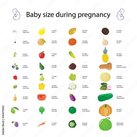 Download Infographic about baby size during pregnancy comparing with diff Stock Vector and explore similar vectors at Adobe Stock. Baby Size By Week Fruit, Parent Goals, 4 Weeks Pregnant, Trimester By Weeks, Nausea Pregnancy, Postpartum Care Kit, Pregnancy Info, Big Mama, Summer Pregnancy