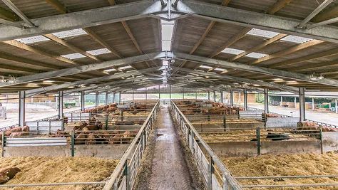 What’s in your shed? Inside a state-of-the-art beef shed - Farmers Weekly Cattle Barn Designs, Cattle Shed, Cattle Housing, Shed Design Plans, Pole Barn Designs, Livestock Barn, Steel Workshop, Cattle Barn, Loafing Shed