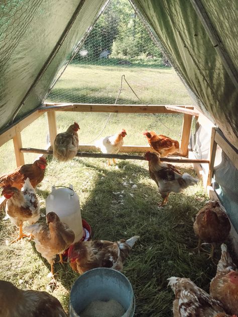 Choosing a Breed for Pasture Raised Chicken Pasture Raised Chickens, Chicken Pasture, Different Breeds Of Chickens, Breeds Of Chickens, Plymouth Rock Chicken, Raising Turkeys, Mobile Chicken Coop, Meat Birds, Raising Backyard Chickens