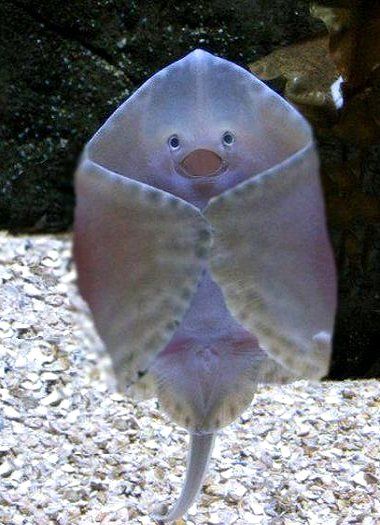 Baby stingray.....is this is a real picture and not photo shopped - well then, he's just darn cute! Baby Stingray, Stingray, Fish