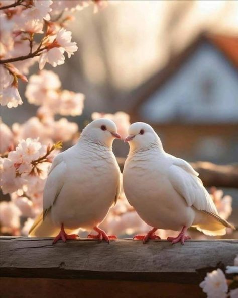 Couple DP Collection for Love Birds Pretty Place Chapel, Dp Collection, Elephant Photography, Beautiful Scenery Photography, Cartoon Love Photo, Iphone Wallpaper Stills, Vintage Flowers Wallpaper, Dp Images, Couple Dp