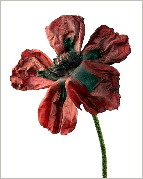 Albertine Rose, Decaying Flowers, Decay Art, Wilted Flowers, Growth And Decay, A Level Art, Dark Floral, Natural Forms, Poppy Flower