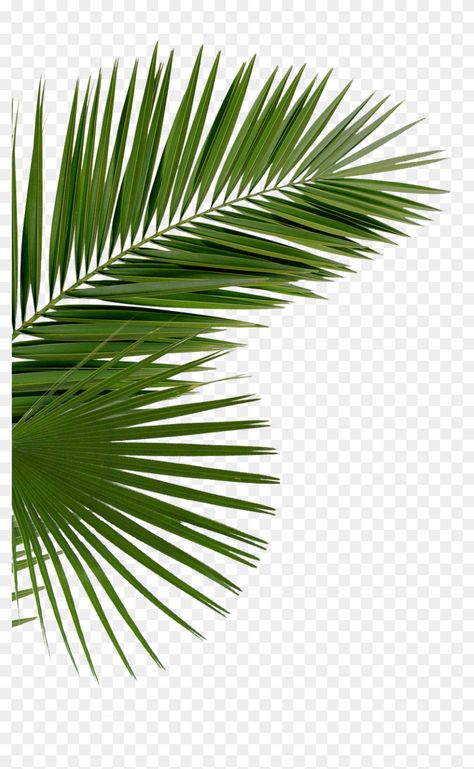 Fond Studio Photo, Palm Tree Png, Molduras Vintage, Photo Elements, Palm Tree Leaves, Tree Png, Photoshop Tutorial Design, Desain Signage, Birthday Flyer