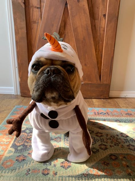 French bulldog.. olaf costume .. frozen Frenchie Costume, French Bulldog Costume, Bulldog Costume, Olaf Costume, Olaf, French Bulldog, Bulldog, Frozen, Dogs