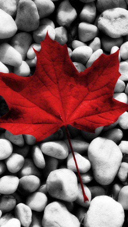 Canada Flag Wallpapers, Canada Wallpaper Hd, Canadian Flag Art, Canada Citizenship, Canada Day Images, Culture Wallpaper, Flags Wallpaper, Canada Work Permit, Canada Culture