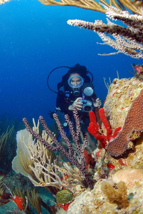 #BetheVI #coral #scuba #diving #photography #underwater Scuba Diving Photography Underwater, Zoology Student, Biology Jobs, Oceanography Marine Biology, Scuba Diving Pictures, Photography Underwater, Free Dive, Diving Photography, Dream Jobs