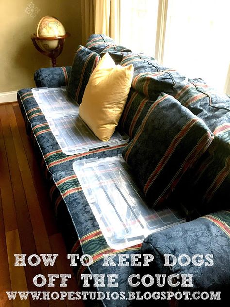 Hope Studios: How I Keep My Dog Off The Couch Keep Dog Off Couch, German Shorthaired Pointer Training, Gsp Dogs, Gsp Puppies, Pointer Puppies, French Dogs, Shorthaired Pointer, German Dogs, Bird Dogs