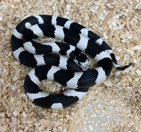 Snake Reference, King Snakes, California Kingsnake, California King Snake, Snakes For Sale, Danger Noodle, Snake Photos, King Snake, Colorful Snakes