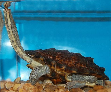 Snake Necked Turtle, Turtles For Sale, Turtle Sanctuary, Snake Turtle, Sun Bear, The Rainforest, A Turtle, Crocodiles, Reptiles And Amphibians