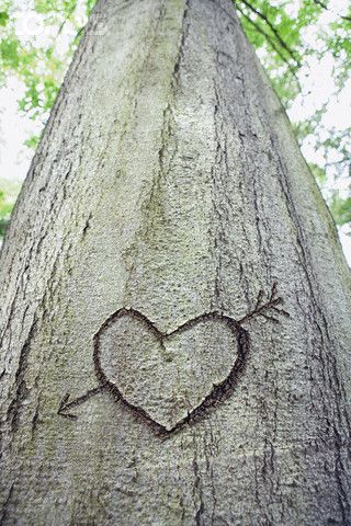 . Carving Names In A Tree, Name Carved In Tree, Names Carved In Tree, Heart Carved In Tree, Initials Carved In Tree, Tree Carving Initials, Swamp Fairy, Lisa Armstrong, Happy Valentines Day Pictures