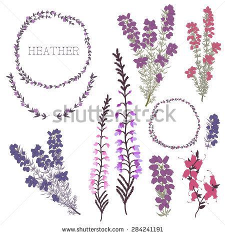 Heather Tattoo Flower, Heather Tattoo, Heather Wreath, Scottish Tattoos, Scottish Symbols, Tat Inspiration, Scottish Flowers, Heather Flower, Scottish Heather