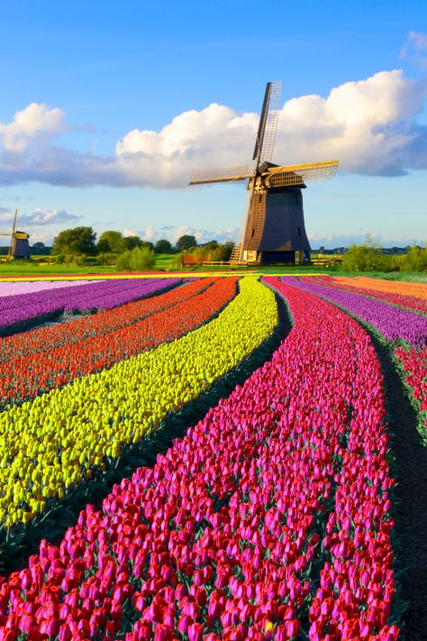 Traipse among 2000 acres of candy-colored tulips - just 1 hour outside of Amsterdam. Don’t miss the Tulip Festival Noordoostpolder, on now through May 5th. Book your flight to bask in the fresh blooms. 🌷#travel #spring #amsterdam #travelguide Amsterdam Tulip Fields, Spring Amsterdam, Ivy Trellis, Trellis Wall, Amsterdam Tulips, Amsterdam Travel Guide, Visit Amsterdam, Tulip Festival, Landscape Quilts