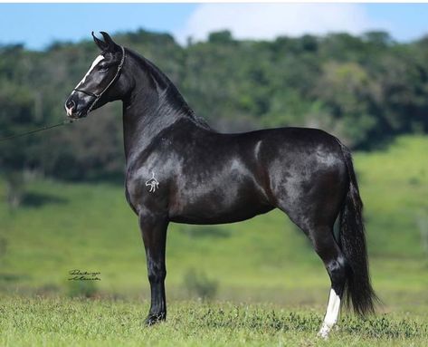 Horse Colors, Quarter Horses, Horse Coloring, Quarter Horse, Horse Breeds, Horses, Animals, Quick Saves, Black