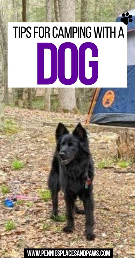 Tips for Camping with a Dog Camping Ideas For Couples, Dog Camping Gear, Camping With Dogs, Camping Gear List, Zelt Camping, Camping Bedarf, Camping Cot, Camping List, Dog Camping