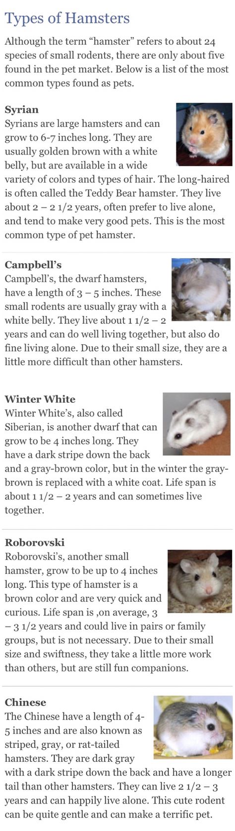 Types of Hamsters:  Syrian, Campbell's, Winter White, Roborovski, and Chinese Types Of Hamster Breeds, Hamster Types, Hamsters Syrian, Djungarian Hamster, Types Of Hamsters, Hamster Syrian, Hamster Species, Hamster Breeds, Hamster Stuff