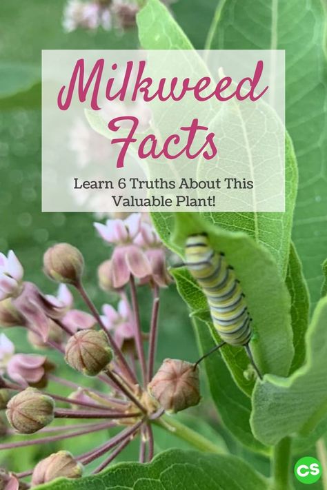 Milkweed Uses, Milkweed Benefits, Milkweed Tattoo, Milkweed Garden, Planting Milkweed, Raising Monarch Butterflies, Learning Garden, Common Milkweed, Milkweed Flower