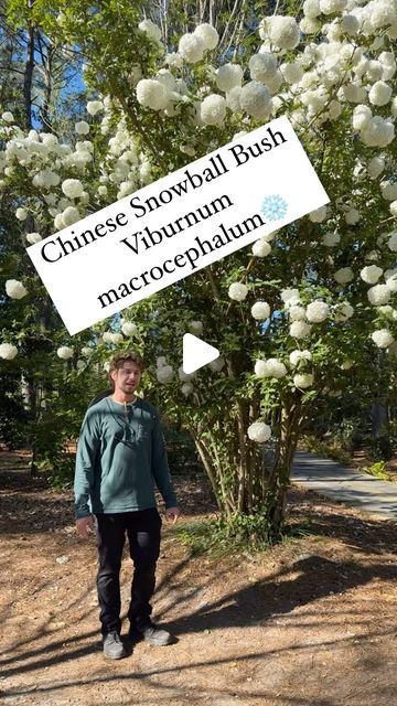 Moore Farms Botanical Garden on Instagram: "Horticulture Supervisor Max McKeown shows us a hydrangea look a like that really shows off in the spring, Chinese Snowball Bush; Viburnum macrocephalum" Chinese Snowball Viburnum, Snowball Viburnum Landscape, Snowball Plant, Snowball Bush, Snowball Hydrangea, Snowball Viburnum, Hydrangea Tree, Cabin Life, Botanical Garden