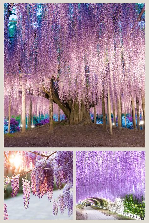 If you're looking for some inspiration for the Japanese aesthetic, check out these pictures of Wisteria trees with beautiful purple, pink, and white blooms. White Japanese Wisteria Trees, Japanese Wisteria Tree, Wisteria Trees, Wisteria Tunnel, Japanese Wisteria, Wisteria Tree, Pretty Trees, Gardening Inspiration, Blooming Trees