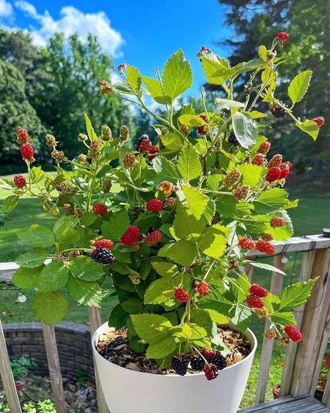 How to Grow Blackberries in Pots Easily at Home | Balcony Garden Web Balcony Fruit Garden, Blonde Hair Strawberry, Veggie Garden Ideas, How To Grow Blackberries, Grow Blackberries, Strawberry Blonde Balayage, Flowers Garden Ideas, Garden In Pots, Tomato Growers