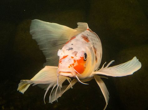 Some people don’t see the charm or uniqueness of butterfly koi and think of them as the “black sheep” of koi. We have even heard people say butterfly koi are not real koi fish! Simply not true! As many other DO know, butterfly koi can be some of the best koi in any koi collection! Nature, Koi Photography, Koi Fish Photography, Aquascape Pond, Butterfly Koi Fish, Fish Information, Butterfly Koi, Koi Painting, Fish Hatchery